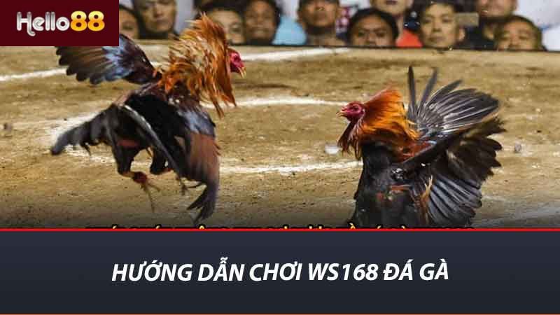 Hướng dẫn chơi WS168 đá gà