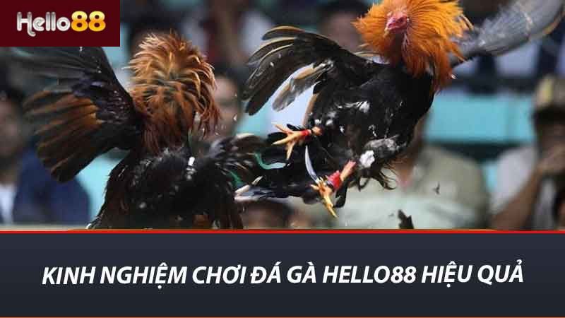 Kinh nghiệm chơi Đá Gà Hello88 hiệu quả